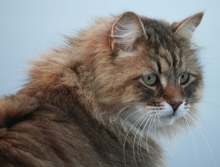 Sammy 2011 04 5.jpg